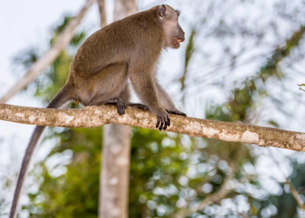 Dalda Uzun Kuyruklu Bir Maymun Var — Stok fotoğraf