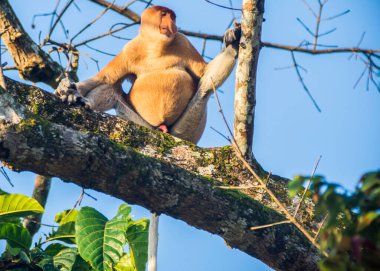 Sabah, Malezya Borneo 'daki Kinabatangan Nehri boyunca ağaçtaki bir hortum maymunu..