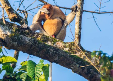 Sabah, Malezya Borneo 'daki Kinabatangan Nehri boyunca ağaçtaki bir hortum maymunu..