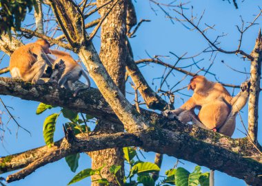 Sabah, Malezya Borneo 'daki Kinabatangan Nehri boyunca ağaçtaki bir hortum maymunu..