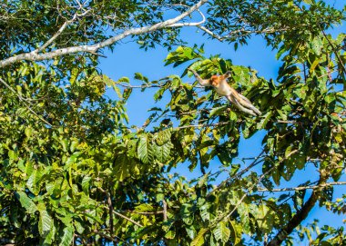 Sabah, Malezya Borneo 'daki Kinabatangan Nehri boyunca ağaçtaki bir hortum maymunu..
