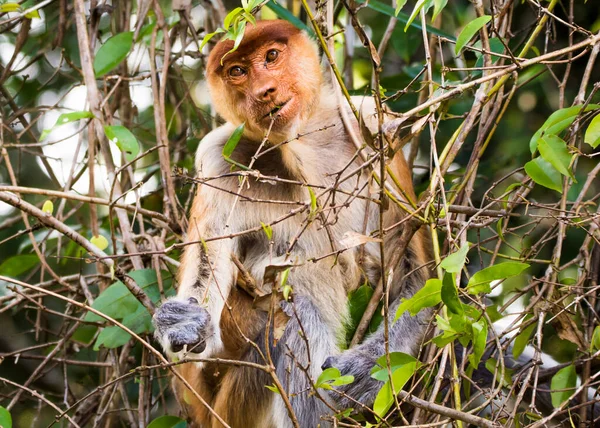 Kinabatangan nehri yakınlarındaki Proboscis maymunu (Nasalis larvatus), Borneo Adası, Malezya.