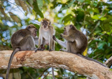 Borneo 'daki ormanda uzun kuyruklu Macaque Maymunu.