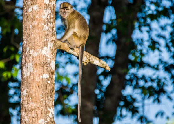 Macaco Dalla Coda Lunga Scimmia Nella Giungla Nel Borneo — Foto Stock
