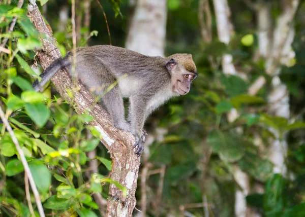 Μακρύ Ουρά Macaque Μαϊμού Στη Ζούγκλα Στο Βόρνεο — Φωτογραφία Αρχείου