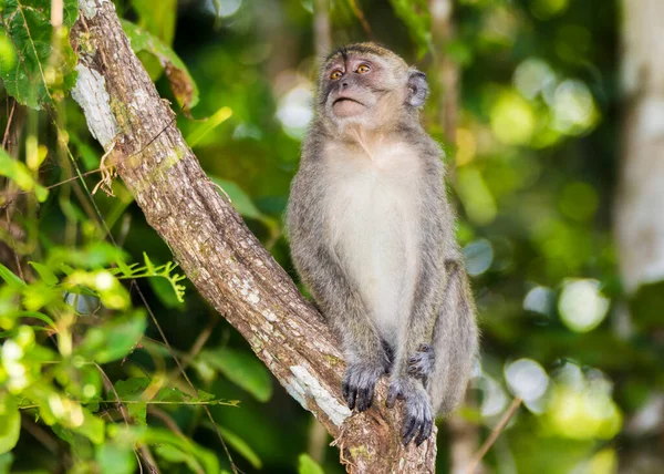 Μακρύ Ουρά Macaque Μαϊμού Στη Ζούγκλα Στο Βόρνεο — Φωτογραφία Αρχείου