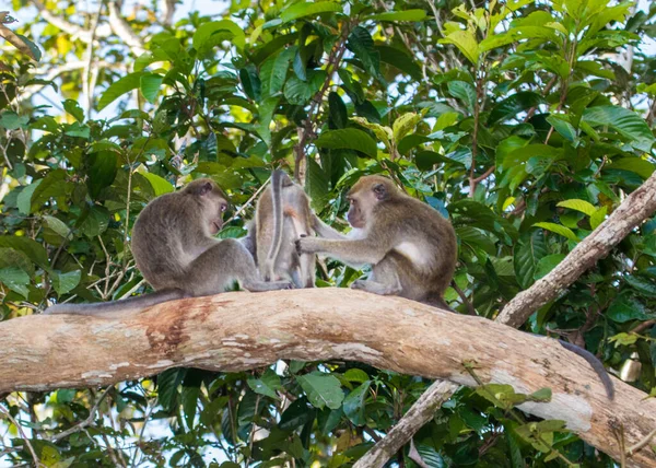 Borneo Daki Ormanda Uzun Kuyruklu Macaque Maymunu — Stok fotoğraf