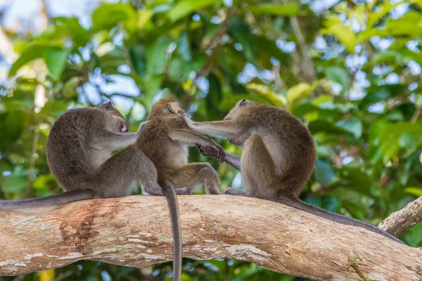 Borneo Daki Ormanda Uzun Kuyruklu Macaque Maymunu — Stok fotoğraf