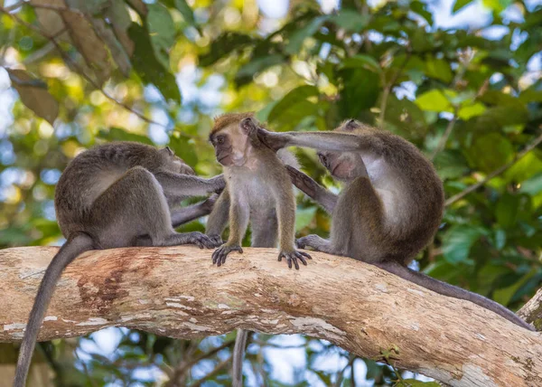 Lång Svans Macaque Monkey Djungeln Borneo — Stockfoto