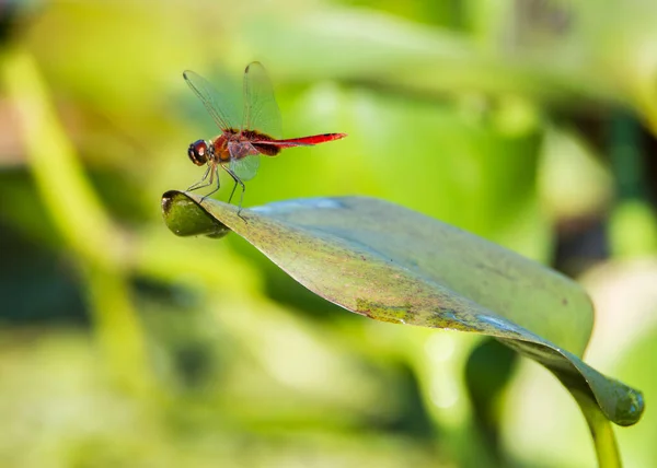 Close Red Tailed Dragonfly Borneo — Stock Photo, Image
