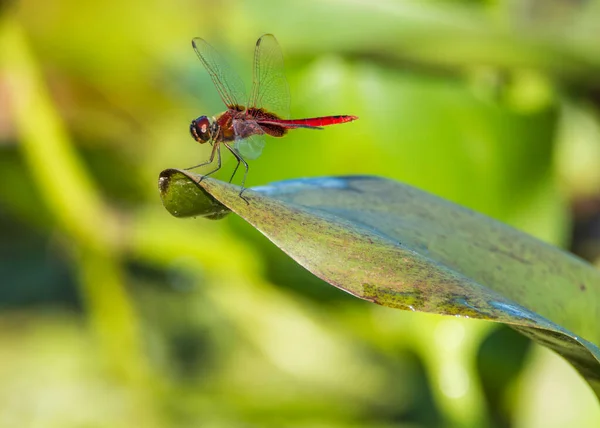 Gros Plan Une Libellule Queue Rousse Bornéo — Photo