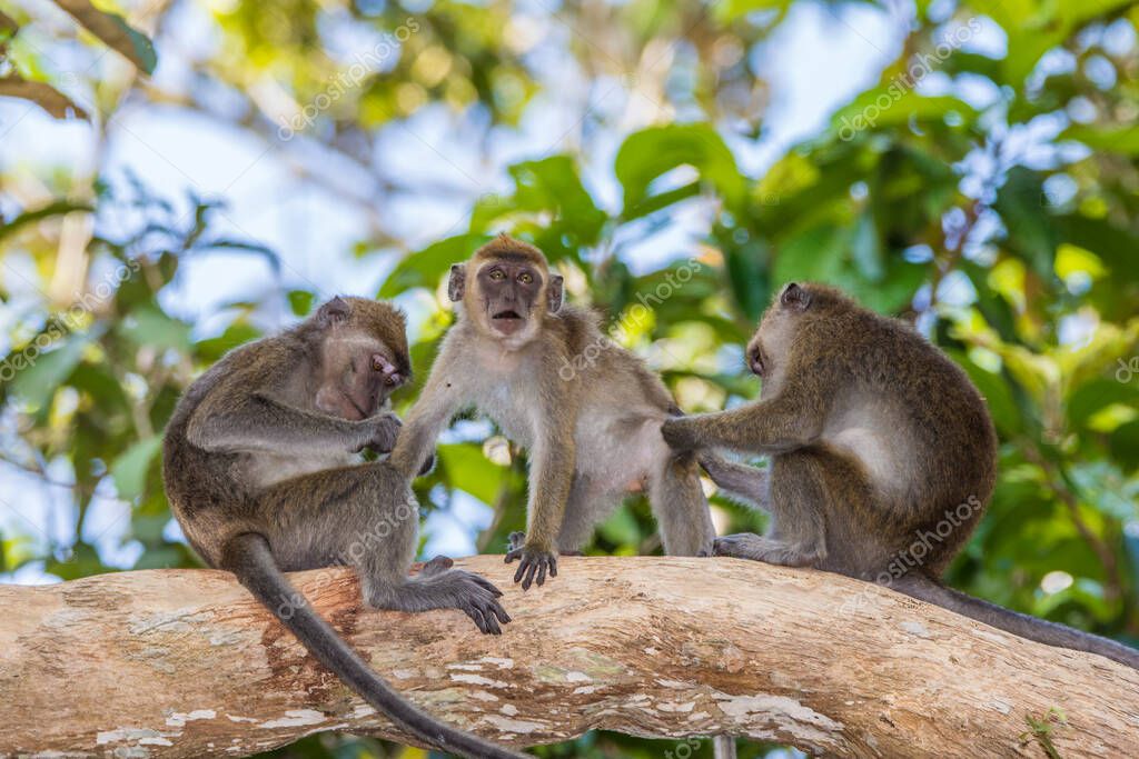 Mono Macaco Cola Larga Selva Borneo — Foto de stock © VejrikLukas