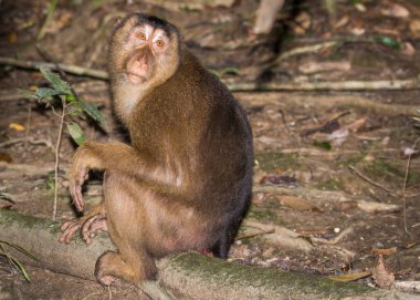 Bebek Macaque Maymunları Borneo 'daki Kinabatangan Nehri boyunca ağaçlarda