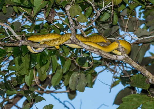 Río Kinabatangan Sabah Borneo Enero 2019 Primeros Planos Serpiente Plátano — Foto de Stock