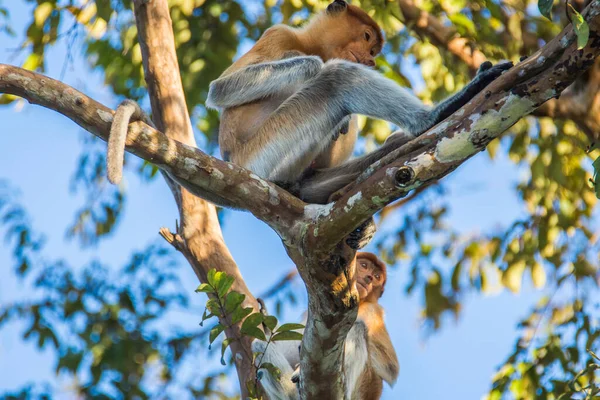 Una Scimmia Proboscide Albero Lungo Fiume Kinabatangan Sabah Nel Borneo — Foto Stock