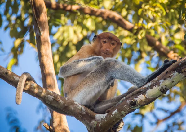 Proboscis Monkey Tree Kinabatangan River Sabah Malaysian Borneo — Stock Photo, Image