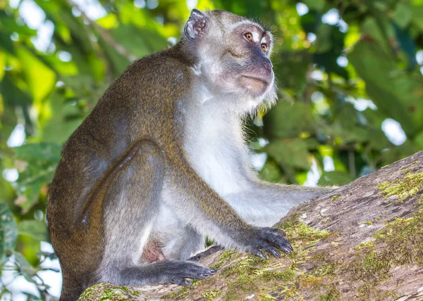 Baby Macaque Monkeys Wśród Drzew Wzdłuż Rzeki Kinabatangan Borneo — Zdjęcie stockowe