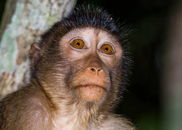 Macacos Bebê Nas Árvores Longo Rio Kinabatangan Bornéu — Fotografia de Stock