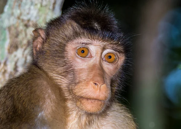 Baby Macaque Monkeys Wśród Drzew Wzdłuż Rzeki Kinabatangan Borneo — Zdjęcie stockowe