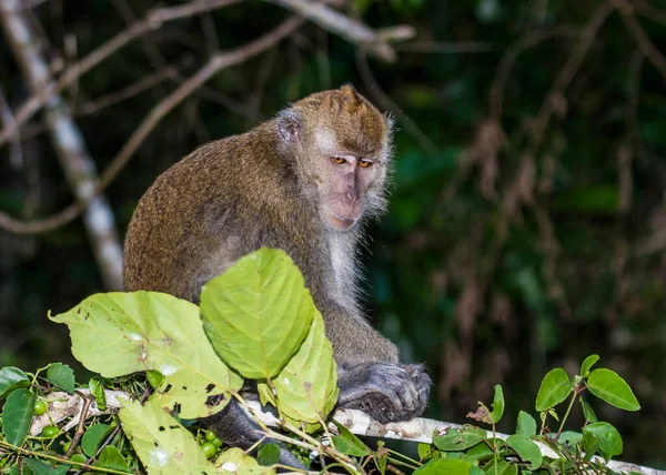 Affenbaby Den Bäumen Entlang Des Kinabatangan Flusses Auf Borneo — Stockfoto