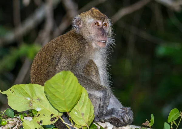 Affenbaby Den Bäumen Entlang Des Kinabatangan Flusses Auf Borneo — Stockfoto