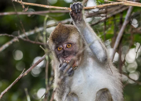 Baby Macaque Monkeys Trees Kinabatangan River Borneo — Stock Photo, Image