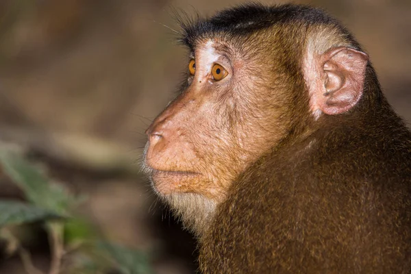 Baby Macaque Monkeys Wśród Drzew Wzdłuż Rzeki Kinabatangan Borneo — Zdjęcie stockowe