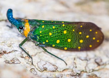 Ağaç kabuğunda fener böceği (Pyrops sidereus)