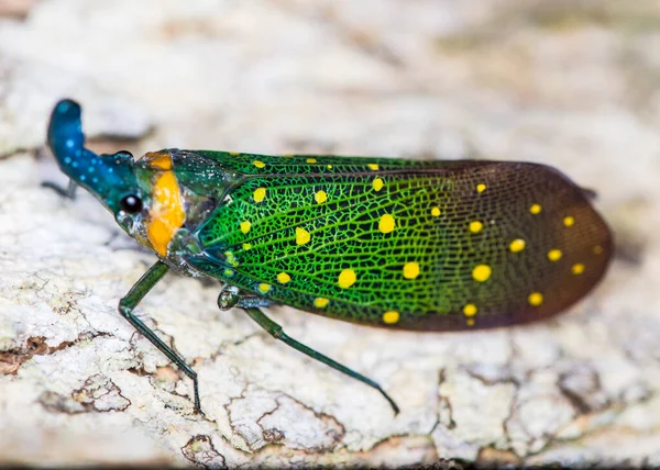 Error Linterna Pyrops Sidereus Corteza Del Árbol — Foto de Stock