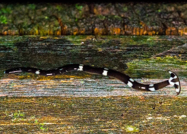 Hammerhead Worm Bipalium Borneo — Foto de Stock