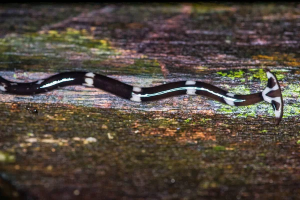 Çekiç başlı solucan bipalium sp. Borneo 'nun