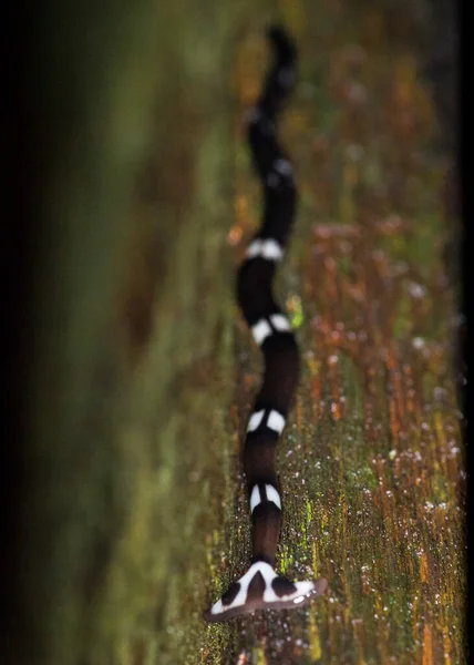 Hammerhead Worm Bipalium Borneo — Foto de Stock