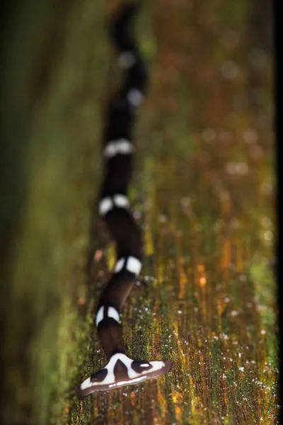 Hammerhead Worm Bipalium Bórneóból — Stock Fotó