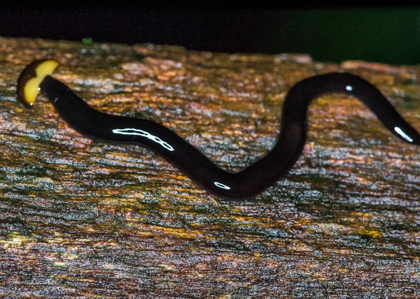 Hammerhead Worm Bipalium Bórneóból — Stock Fotó