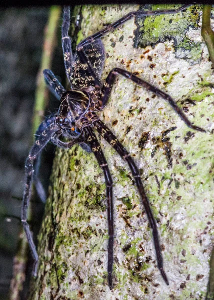 Araignée Chasseuse Forêt Bornéo — Photo