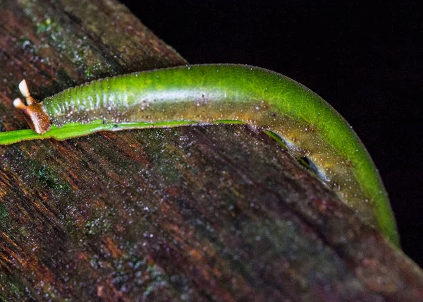 Chenille Poilue Bornéo Gunung Mulu Janvier 2019 — Photo