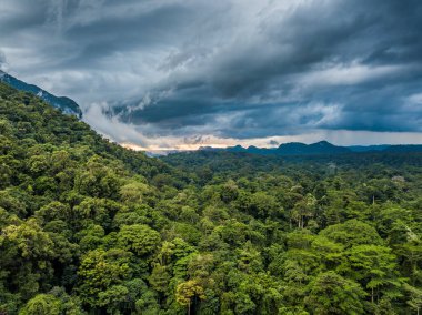 Gunung Mulu Ulusal Parkı Borneo Malezya 'dan egzotik yağmur ormanları.
