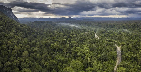 Gunung Mulu Ulusal Parkı Borneo Malezya 'dan egzotik yağmur ormanları.