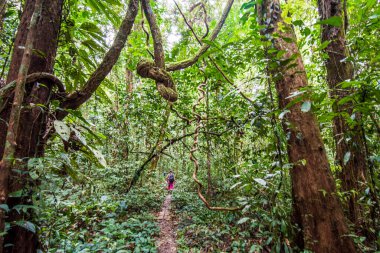 Mulu Ulusal Parkı - Borneo Malezya.