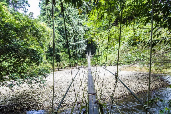 Gunung Mulu Sarawak Borneo Halat Köprüsü Yağmur Ormanlarında — Stok fotoğraf