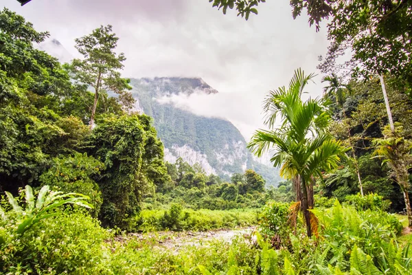 Mulu Nemzeti Park Borneó Malajzia — Stock Fotó