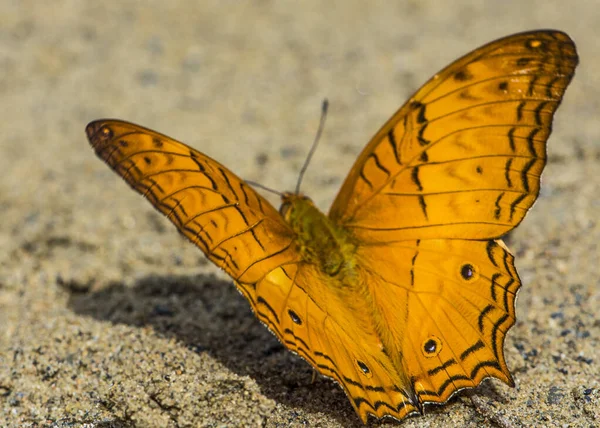 Papillon Parc National Gunung Mulu — Photo