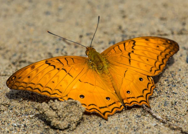 Papillon Parc National Gunung Mulu — Photo