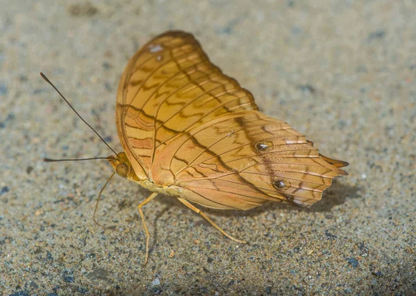 Pillangó Gunung Mulu Nemzeti Parkból — Stock Fotó