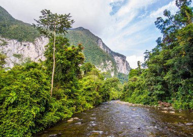Gunung Mulu Borneo Malezya 'daki yemyeşil orman sahnesi.