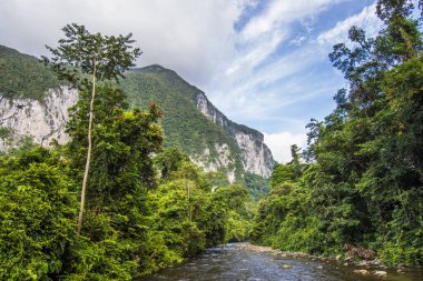 Gunung Mulu Borneo Malezya 'daki yemyeşil orman sahnesi.