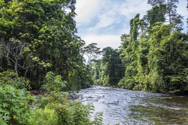 Üppige Waldlandschaft Morgen Gunung Mulu Borneo Malaysia — Stockfoto