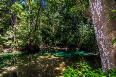Melinau Nehri 'nde kristal su, Gunung Mulu, Sarawak, Borneo Ocak 2019.