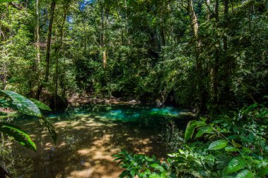 Melinau Nehri 'nde kristal su, Gunung Mulu, Sarawak, Borneo Ocak 2019.