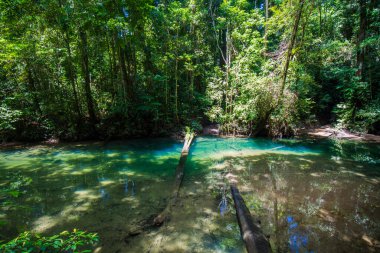 Melinau Nehri 'nde kristal su, Gunung Mulu, Sarawak, Borneo Ocak 2019.